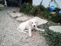 Golden retriever macho