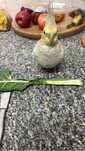 Caturra 8 meses- 40€