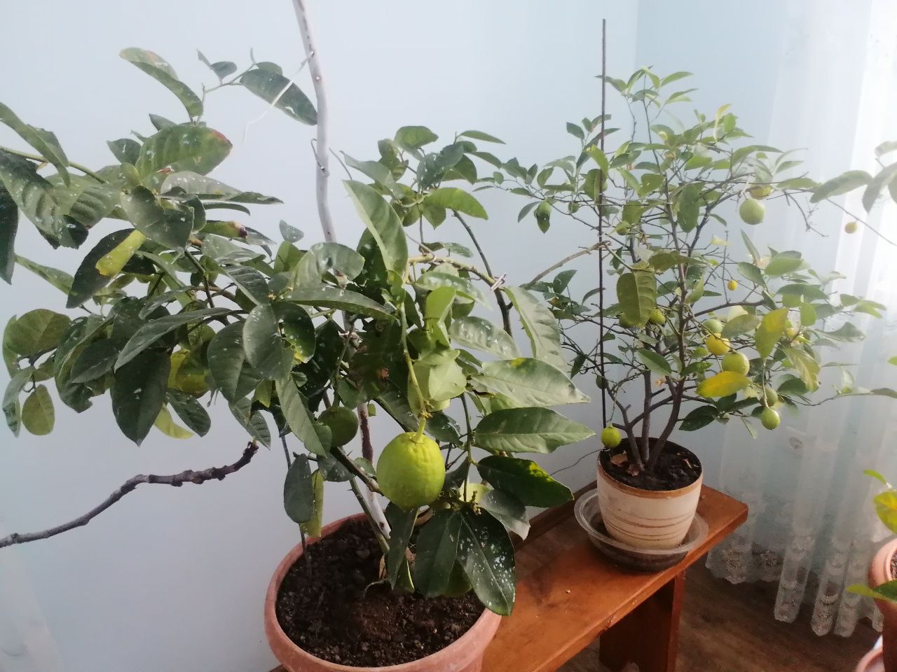 Дерева якісні Лимони