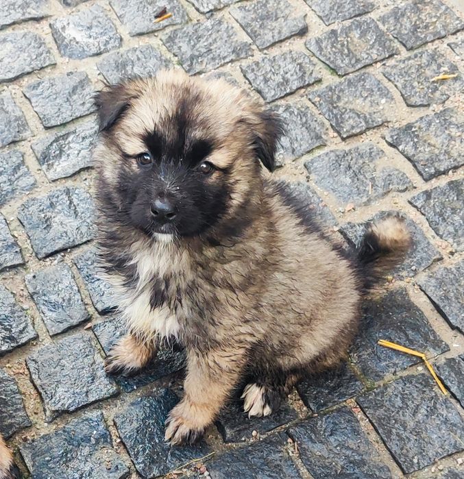 Дівчинка вівчарка! Продаж