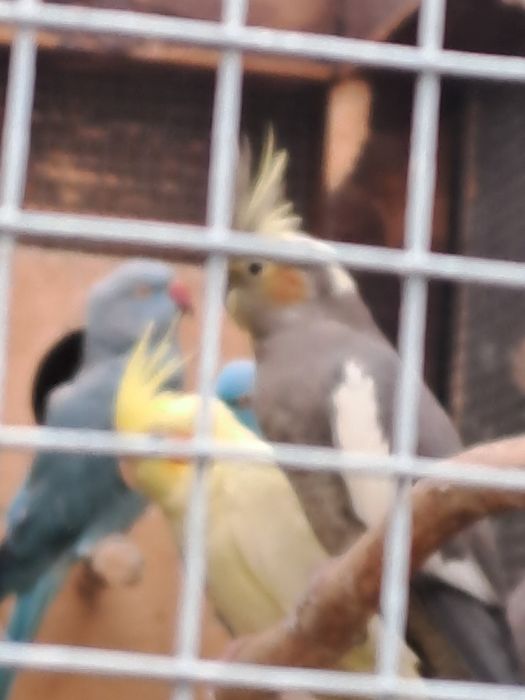 Sprzedam   papugi nimfy