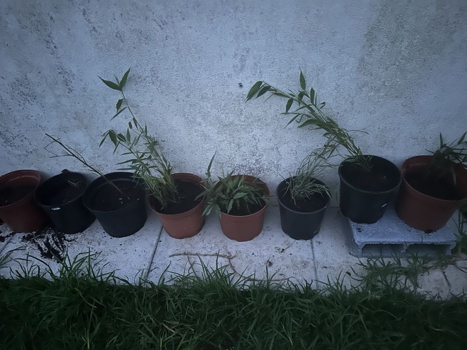 Vasos de bambu de cana verde
