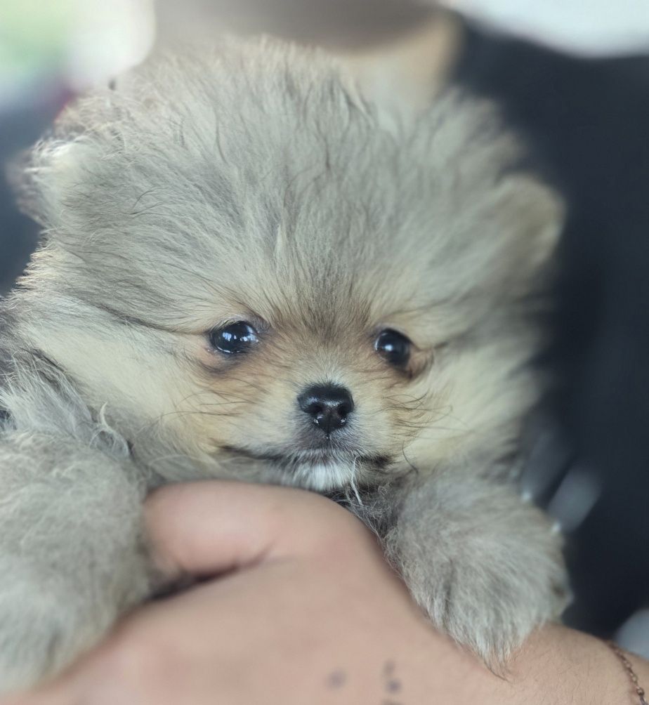 Piesek sunia pomeranian