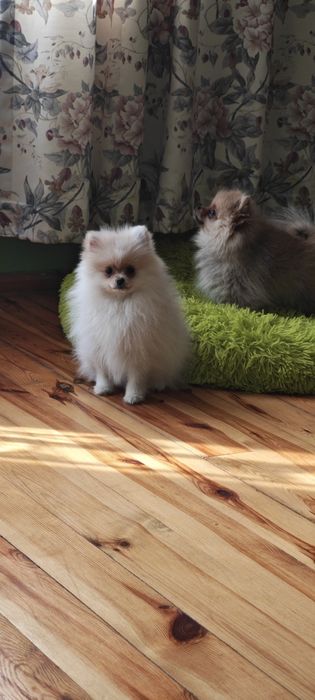 Szpic miniaturowy, pomeranian, suczki