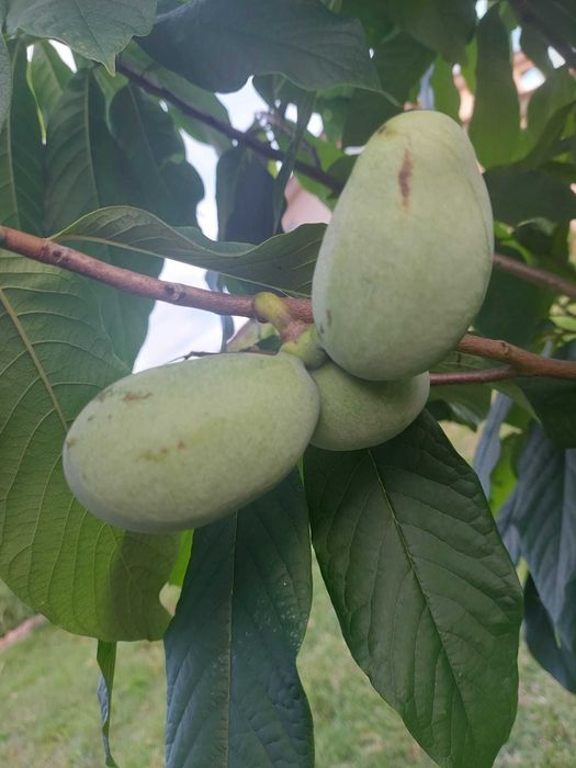 Paw paw- Asimina Triloba