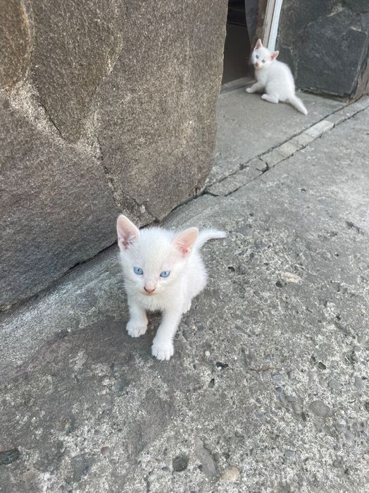 кошеня шукаю хорошу родину