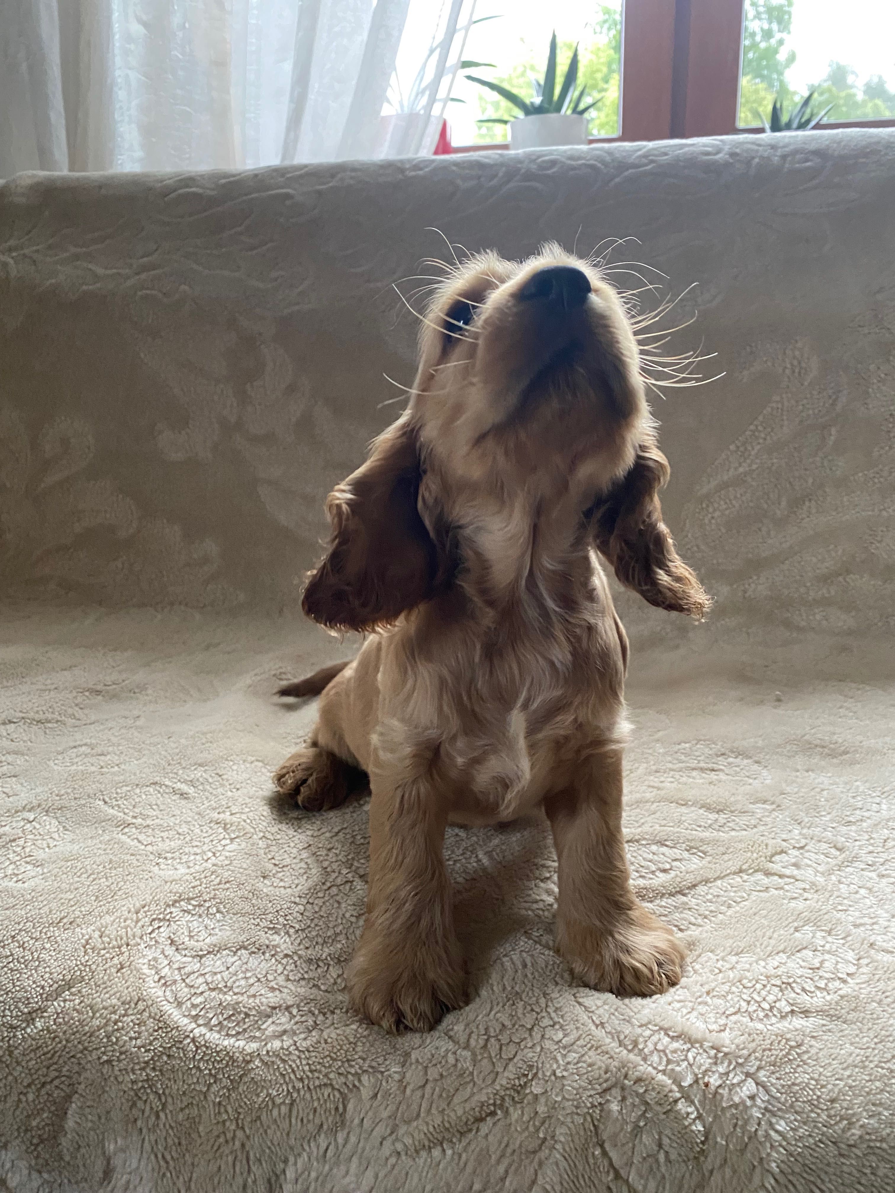 cocker spaniele angielskie - piesek z metryczką