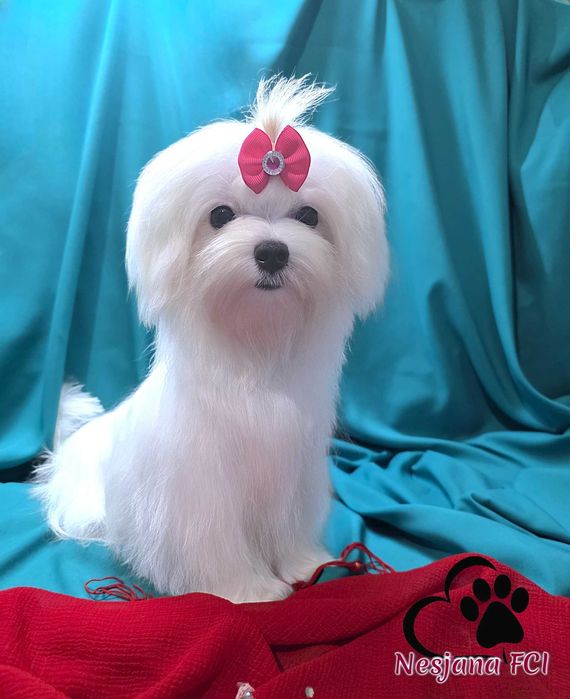 Suczka Maltańczyk - malutka !!! bardzo urocza, rod ZKwP=FCI