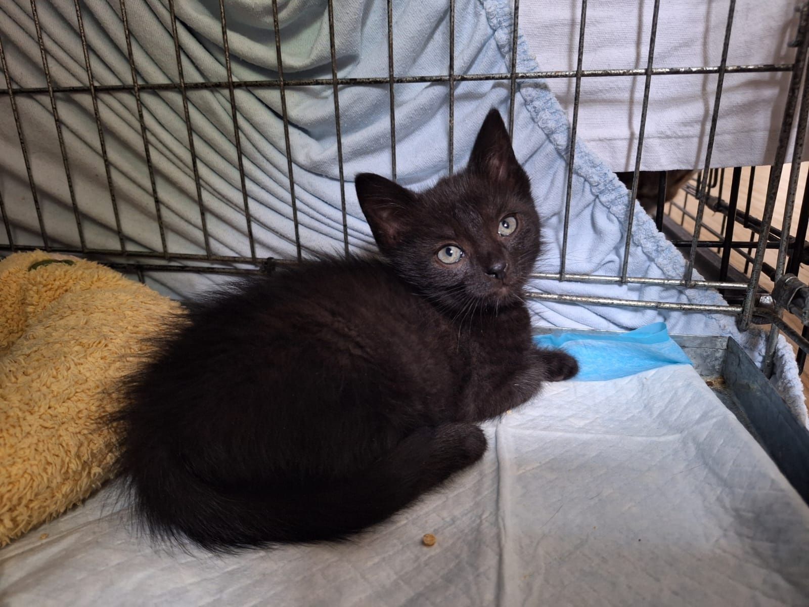 WĘGIELEK i KOKSIK - młode kocurki do adopcji
