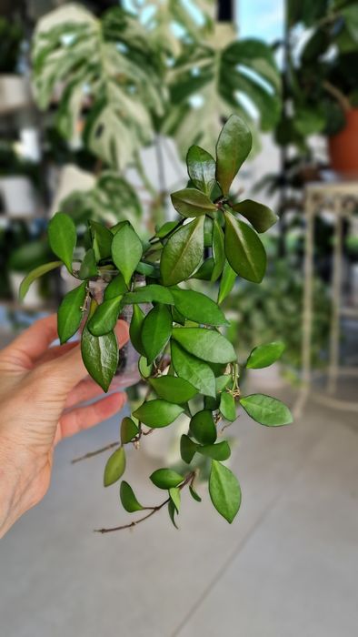 Продам Хойя Нуна пинк Hoya Noona pink