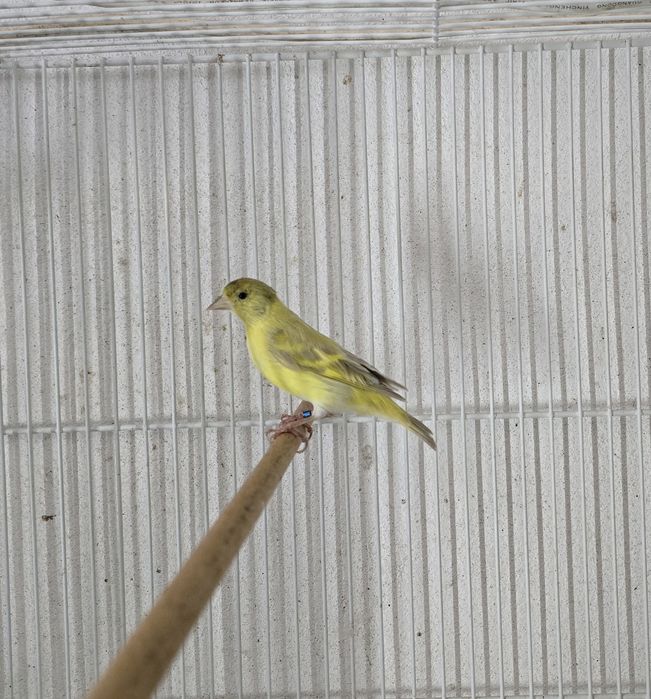 Cardinalitos da Venezuela e Magellanicas