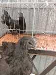 Kury ayam  cemani likwidacja