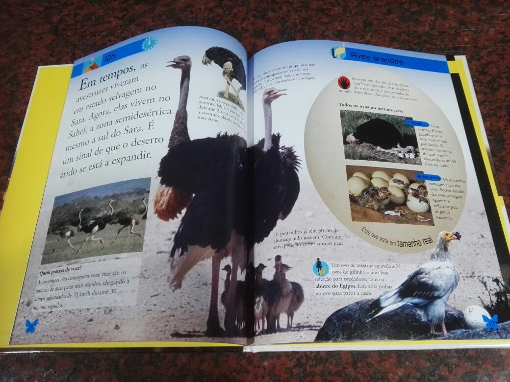 Deserto - Um dia com os animais do deserto - NOVO