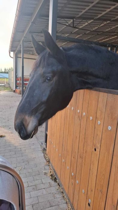 Klacz Śląska pelny rodowod