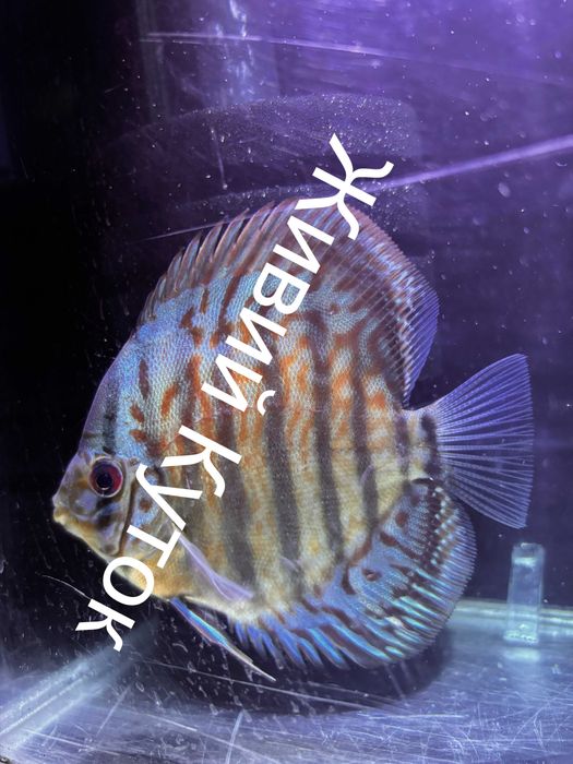 Продаж дискусів власного розведення