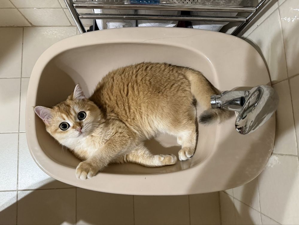 Gatinha british shorthair Golden para Acasalar