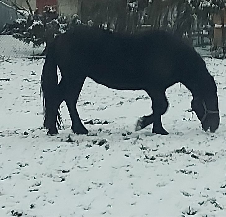 Klacze zimnokrwiste zrebne
