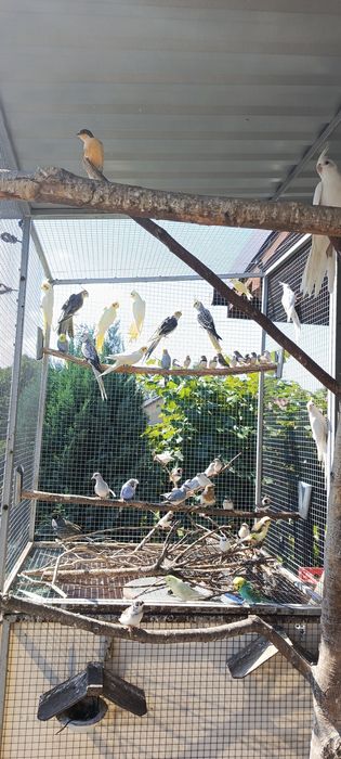 Zeberka Zeberki 2025