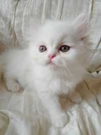kot kotek  pers perski perskiej persy biały