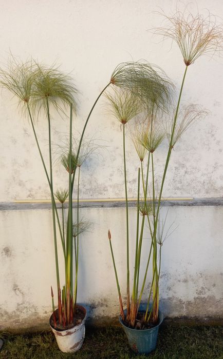 Plantas de papiro lagos e jardins exóticos