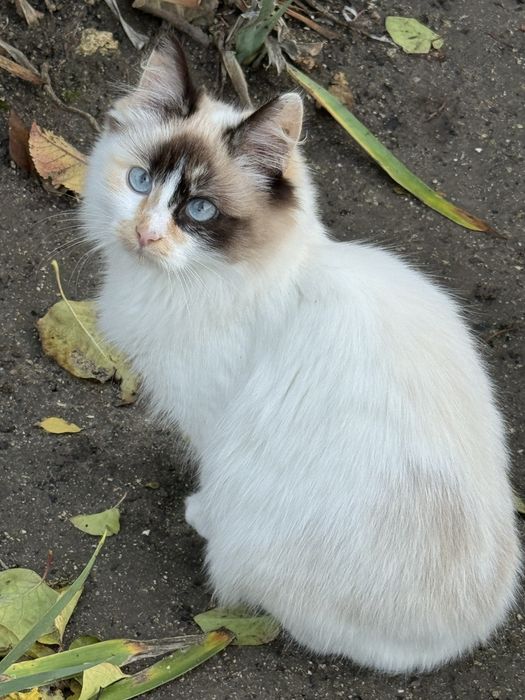 Кошенята безкоштовно