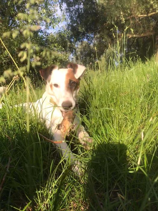 Вʼязка Джек Рассел