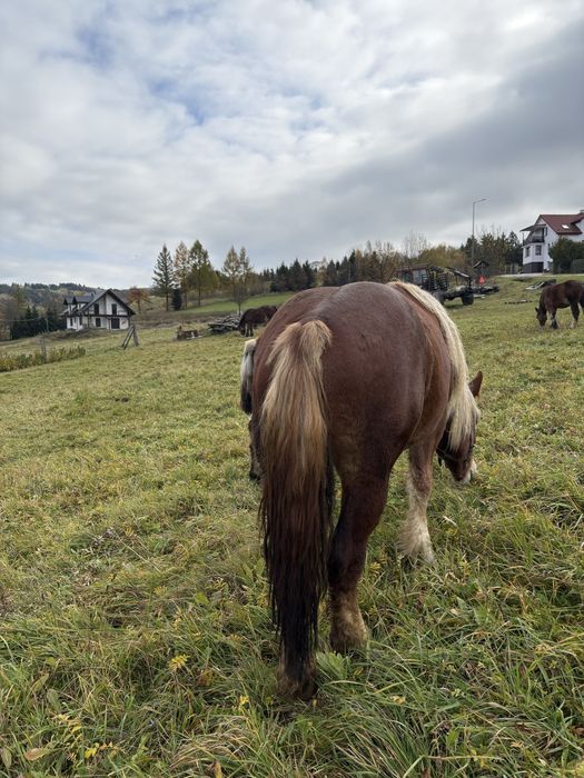 Sprzedam klacz 2,5 letnią