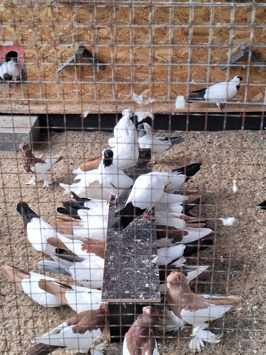 Sprzedam gołębie zakonniki