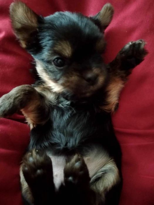 Йоркширский терьер щенки