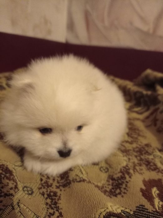 Щенки померанского шпица