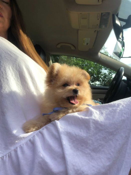 Помапу  краса з характером