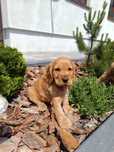 Cocker Spaniel Angielski Szczeniak !!Gotowy do Odbioru!!