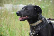 EMI czarna piękność w typie labrador ADOPCJA