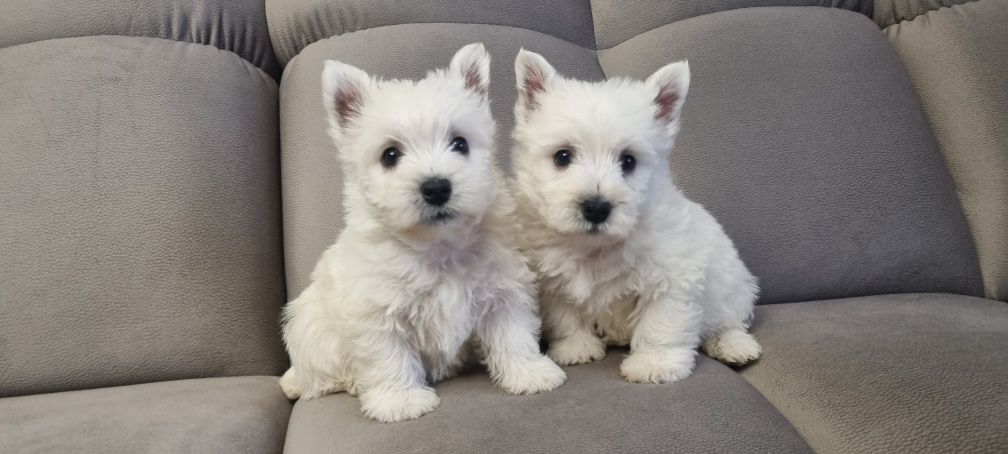 West Highland White Terrier- suczka