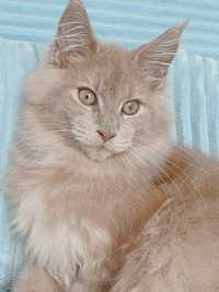 Мейн кун Срочно  Шикарный кот Кремовый 5 месяцев.