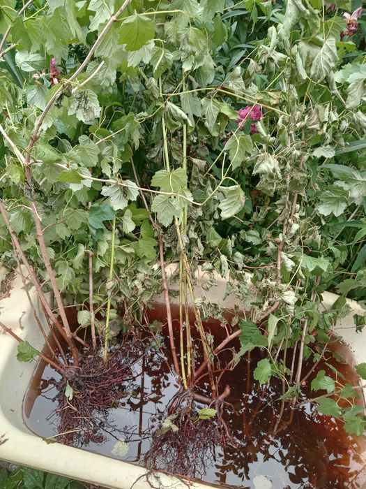 продам  смородину.  , орех.  Вишня . морозник белый .