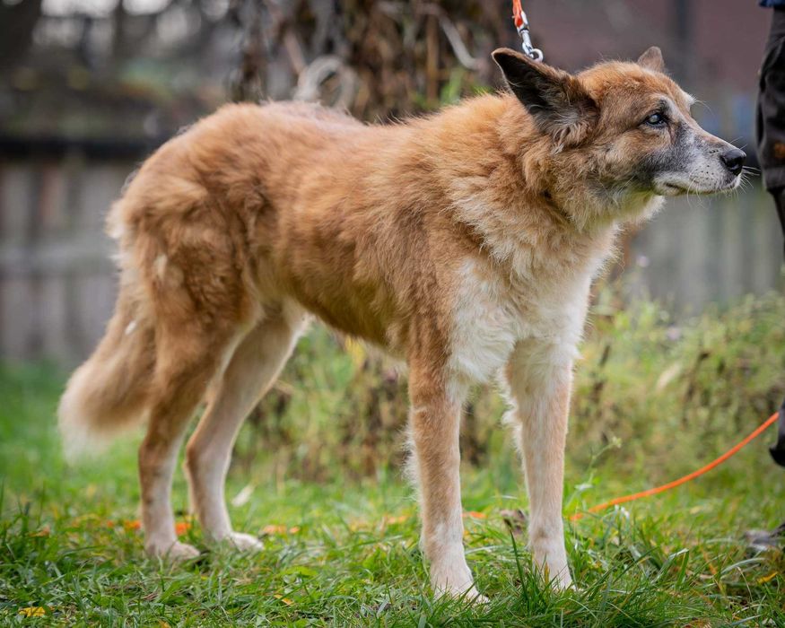 Ocalona z wojny piękna niewidoma Savita szuka kochającego domu