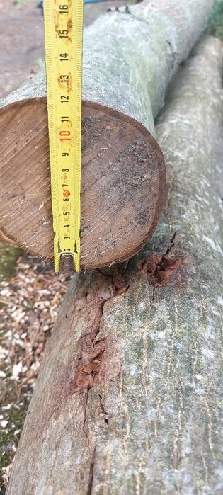 Orzech pień i konary