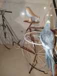 Bicicleta floreira, precisa pintura