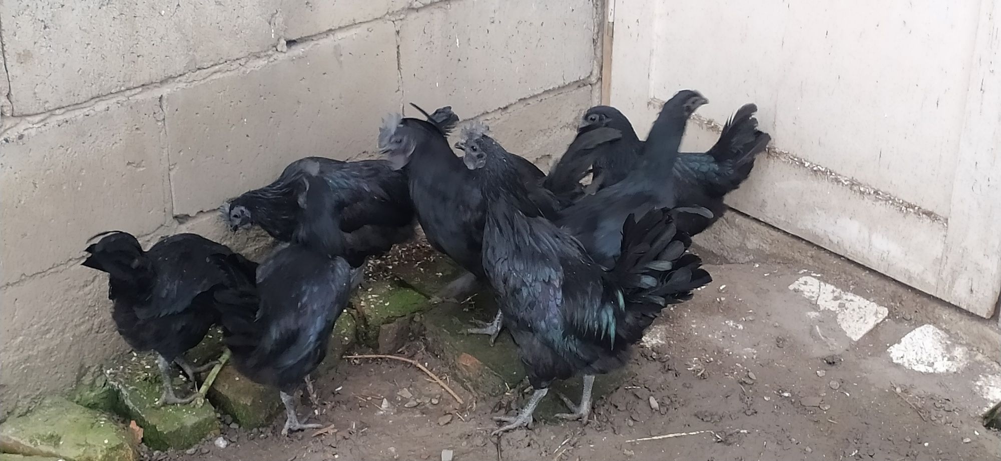 OKAZJA!Koguty  Ayam Cemani