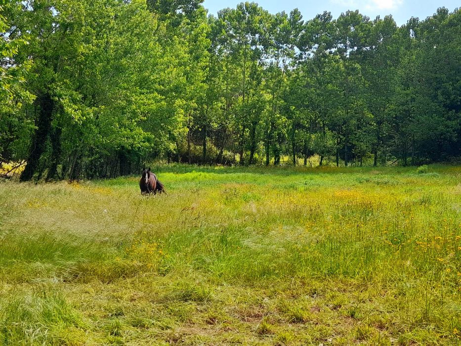 Animais cruzado portugues