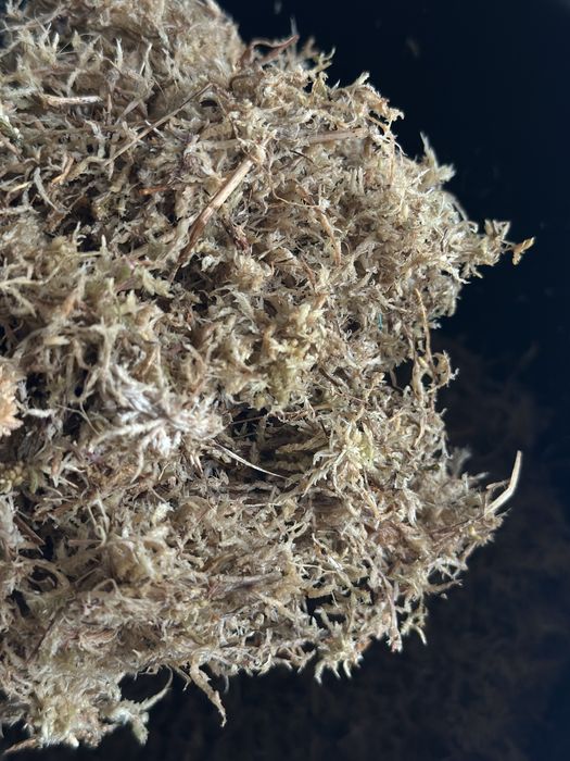 Mech torfowiec - Sphagnum Moss - do palików lub ukorzeniania roślin