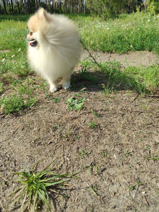 В'язка померанский шпіц Житомир,Коростишів