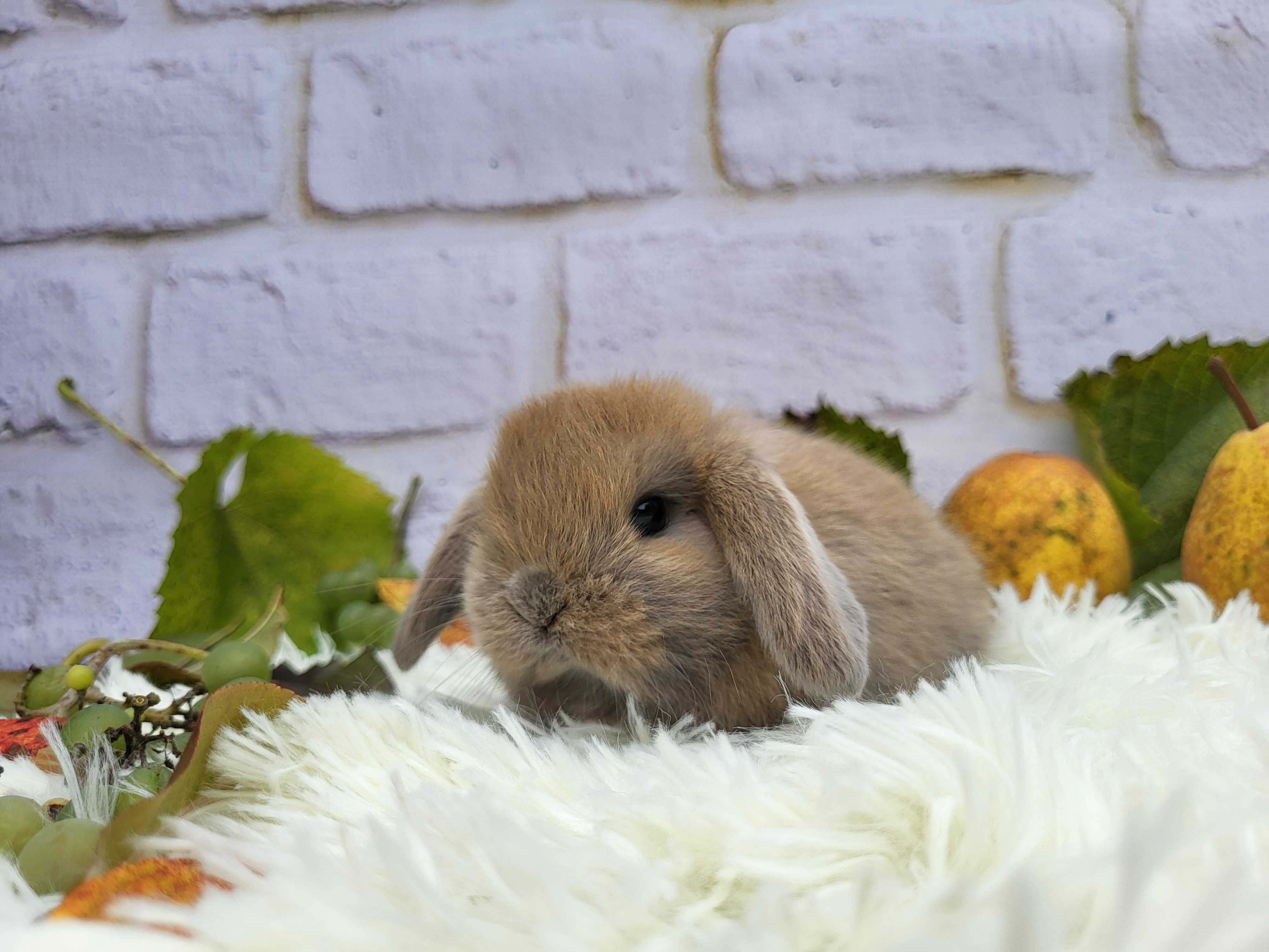 Króliczki Mini Lop. Legalna hodowla.