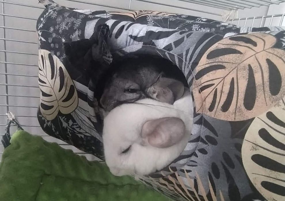 Domek 25 x 25 x 35 gryzonia szczura szynszyla świnki jeża