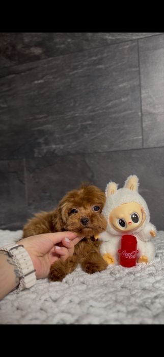 Мальчик Кавапу(мальтипу) Китай.Микро размер(до2,5кг).Редбраун,бебифейс