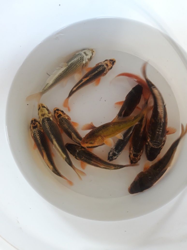 Karpie koi, karasie