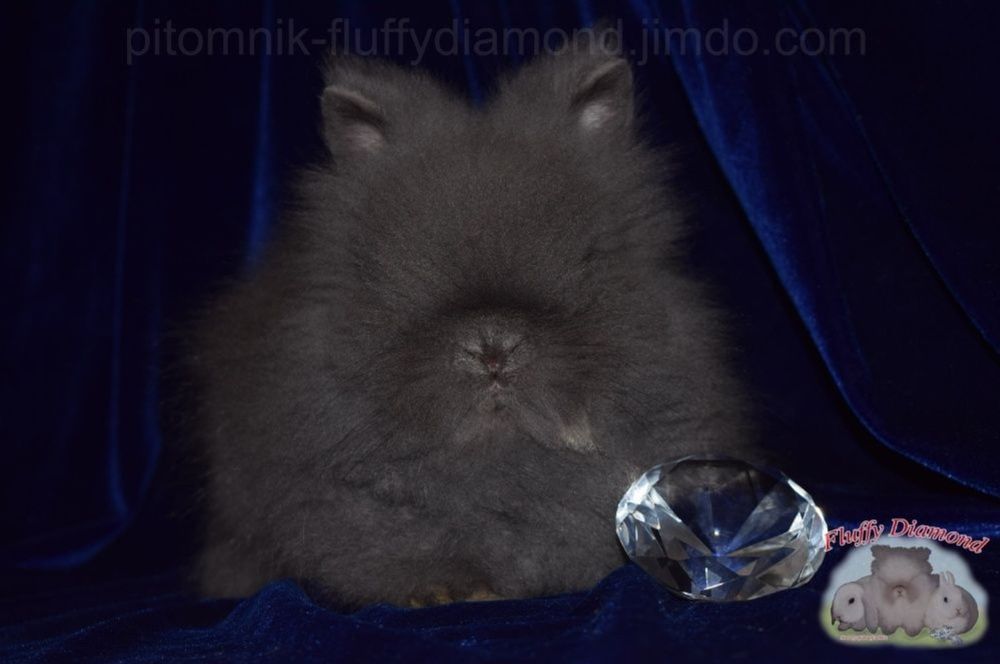 Карликова Ангора.  Кролик дуже пухнастий. З розплідника!