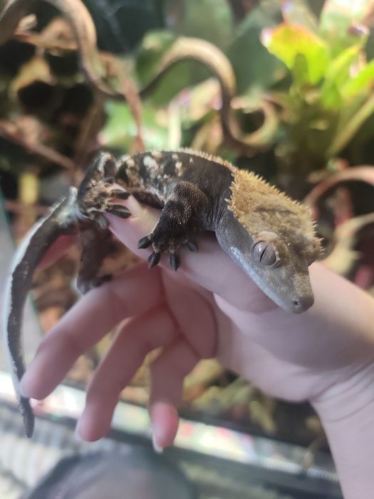 Gekon orzęsiony samica  full Pinstripe Harlequin