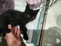 Czarna koteczka Tekla do adopcji.